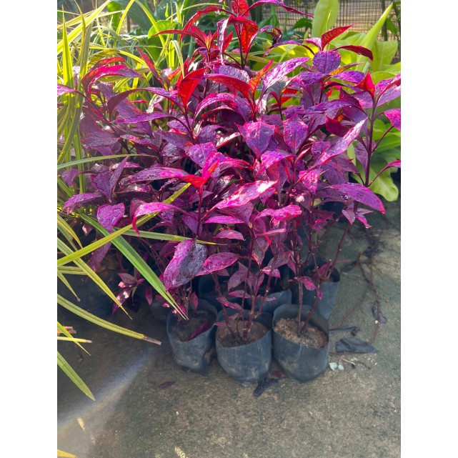 Pseuderanthenum 'Jessica'