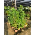 Murraya koenigii (Curry Leaf)