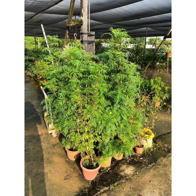 Murraya koenigii (Curry Leaf)