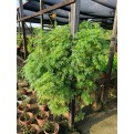 Murraya koenigii (Curry Leaf)