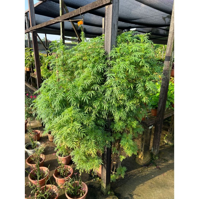 Murraya koenigii (Curry Leaf)