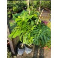 Monstera deliciosa (Swiss-Cheese Plant)