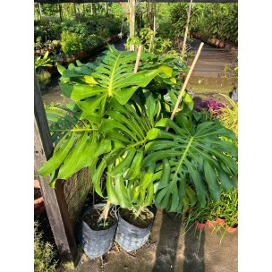 Monstera deliciosa (Swiss-Cheese Plant)