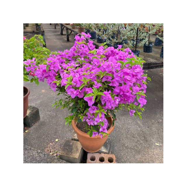 Bougainvillea 'Mrs Eva'