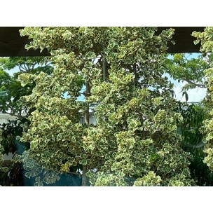 Ficus triangularis 'Variegata' (1.5m height)