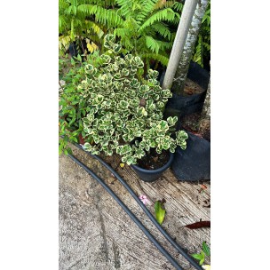 Ficus triangularis 'Variegata' (0.3m height)