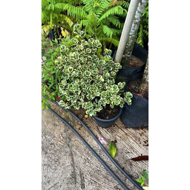 Ficus triangularis 'Variegata' (0.3m height)