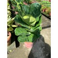 Ficus lyrata (Fiddle-leaf Fig)