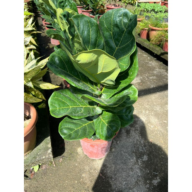 Ficus lyrata (Fiddle-leaf Fig)