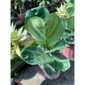 Ficus lyrata (Fiddle-leaf Fig)