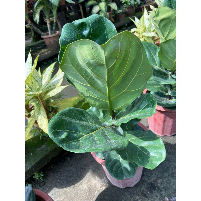 Ficus lyrata (Fiddle-leaf Fig)