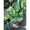 Ficus lyrata (Fiddle-leaf Fig)
