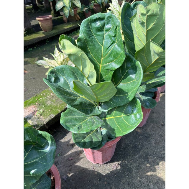 Ficus lyrata (Fiddle-leaf Fig)