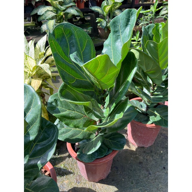 Ficus lyrata (Fiddle-leaf Fig)