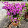 Bougainvillea 'Mrs Eva'