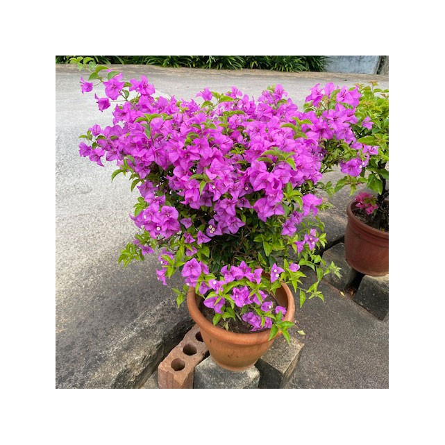 Bougainvillea 'Mrs Eva'