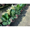 Ficus lyrata (Fiddle-leaf Fig)
