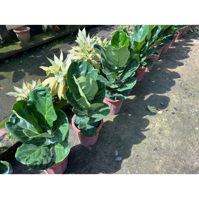 Ficus lyrata (Fiddle-leaf Fig)