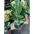 Ficus lyrata (Fiddle-leaf Fig)