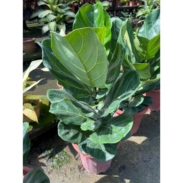 Ficus lyrata (Fiddle-leaf Fig)