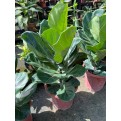 Ficus lyrata (Fiddle-leaf Fig)