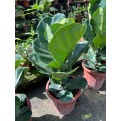Ficus lyrata (Fiddle-leaf Fig)