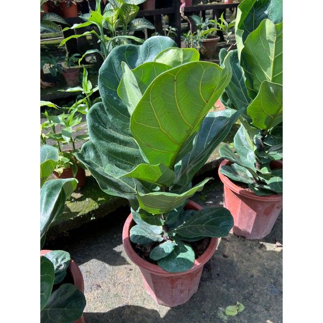 Ficus lyrata (Fiddle-leaf Fig)