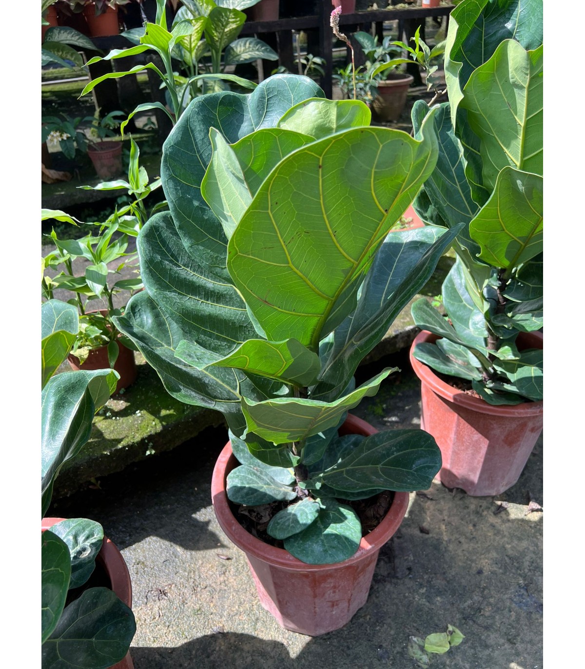 Buy Ficus lyrata (Fiddle-leaf Fig) Guan Lee Heng Landscaping Pte Ltd Buy Ficus lyrata (Fiddle-leaf Fig) Guan Lee Heng Landscaping Pte Ltd