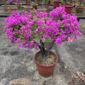 Bougainvillea 'Mrs Eva'