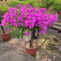 Bougainvillea 'Mrs Eva'