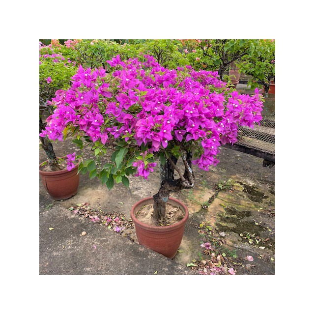 Bougainvillea 'Mrs Eva'
