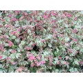 Breynia disticha 'Roseo-picta' (Red-Leaf Breynia)