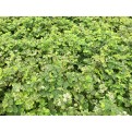 Breynia disticha 'Roseo-picta' (Red-Leaf Breynia)