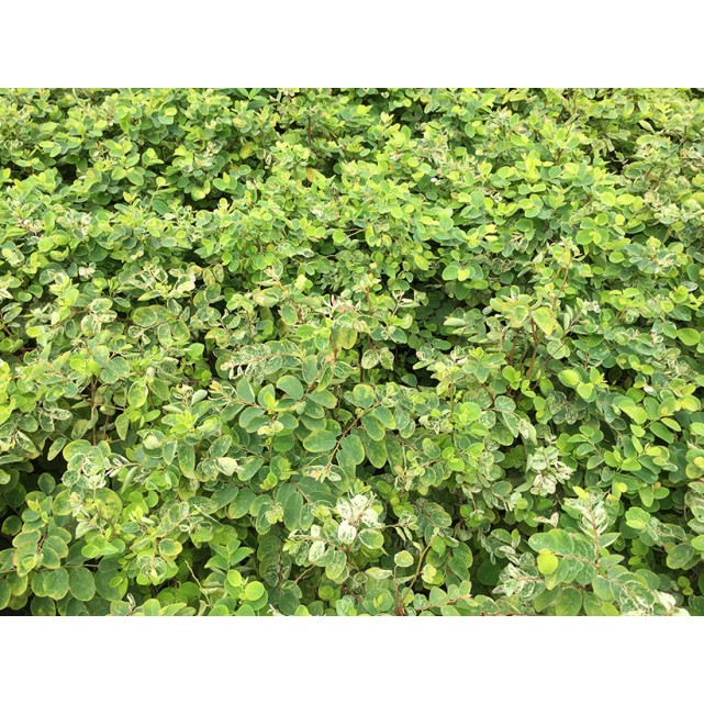 Breynia disticha 'Roseo-picta' (Red-Leaf Breynia)