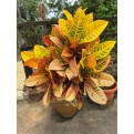 Codiaeum variegatum cultivars (Croton)