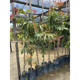 Lagerstroemia floribunda (Crepe-Myrtle)