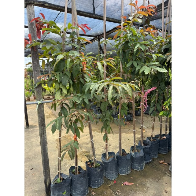 Lagerstroemia floribunda (Crepe-Myrtle)