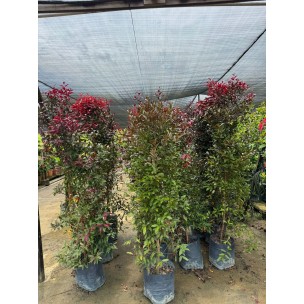 Syzygium myrtifolium (Dark Red)