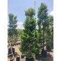 Diospyros buxifolia
