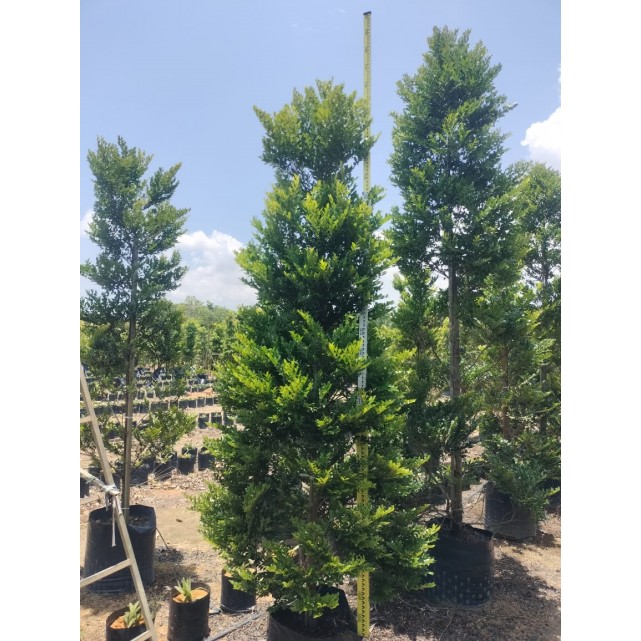 Diospyros buxifolia