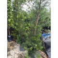 Podocarpus polystachyus (Sea Teak)