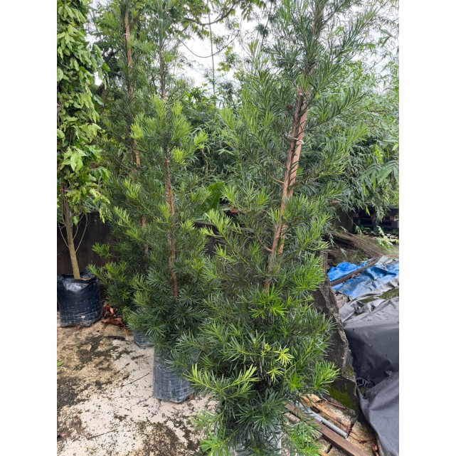 Podocarpus polystachyus (Sea Teak)