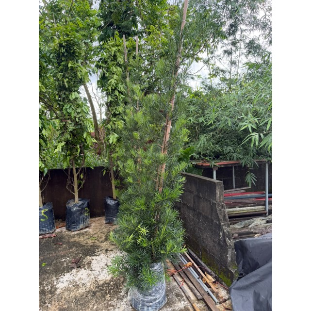 Podocarpus polystachyus (Sea Teak)