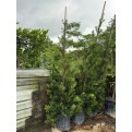 Podocarpus polystachyus (Sea Teak)
