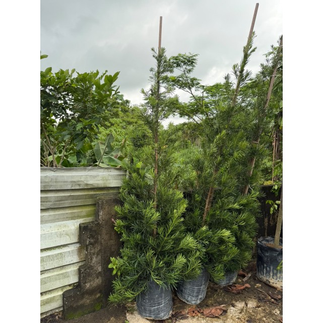 Podocarpus polystachyus (Sea Teak)