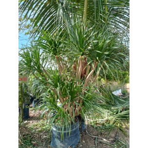 Dracaena draco