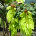 Cynometra browneoides (Handkerchief Tree)