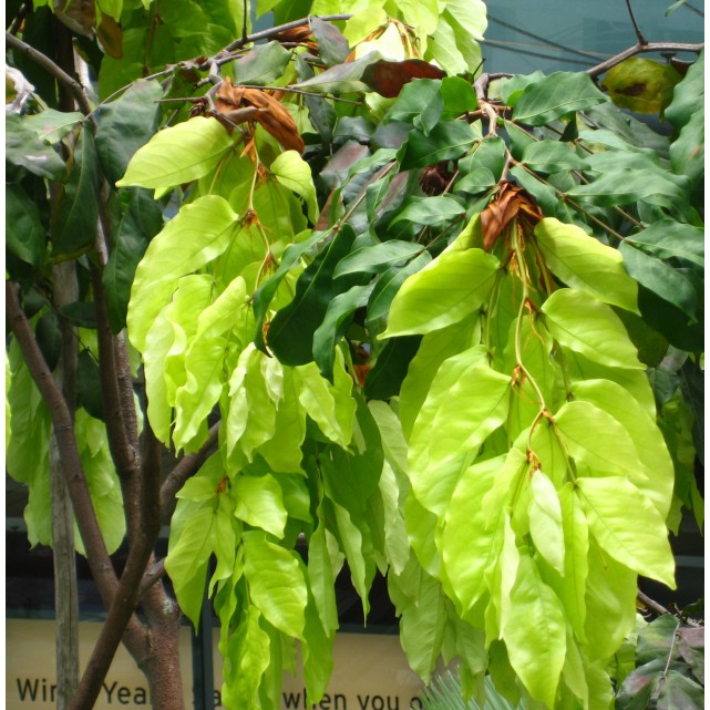 Cynometra browneoides (Handkerchief Tree)