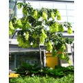 Cynometra browneoides (Handkerchief Tree)