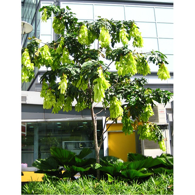 Cynometra browneoides (Handkerchief Tree)